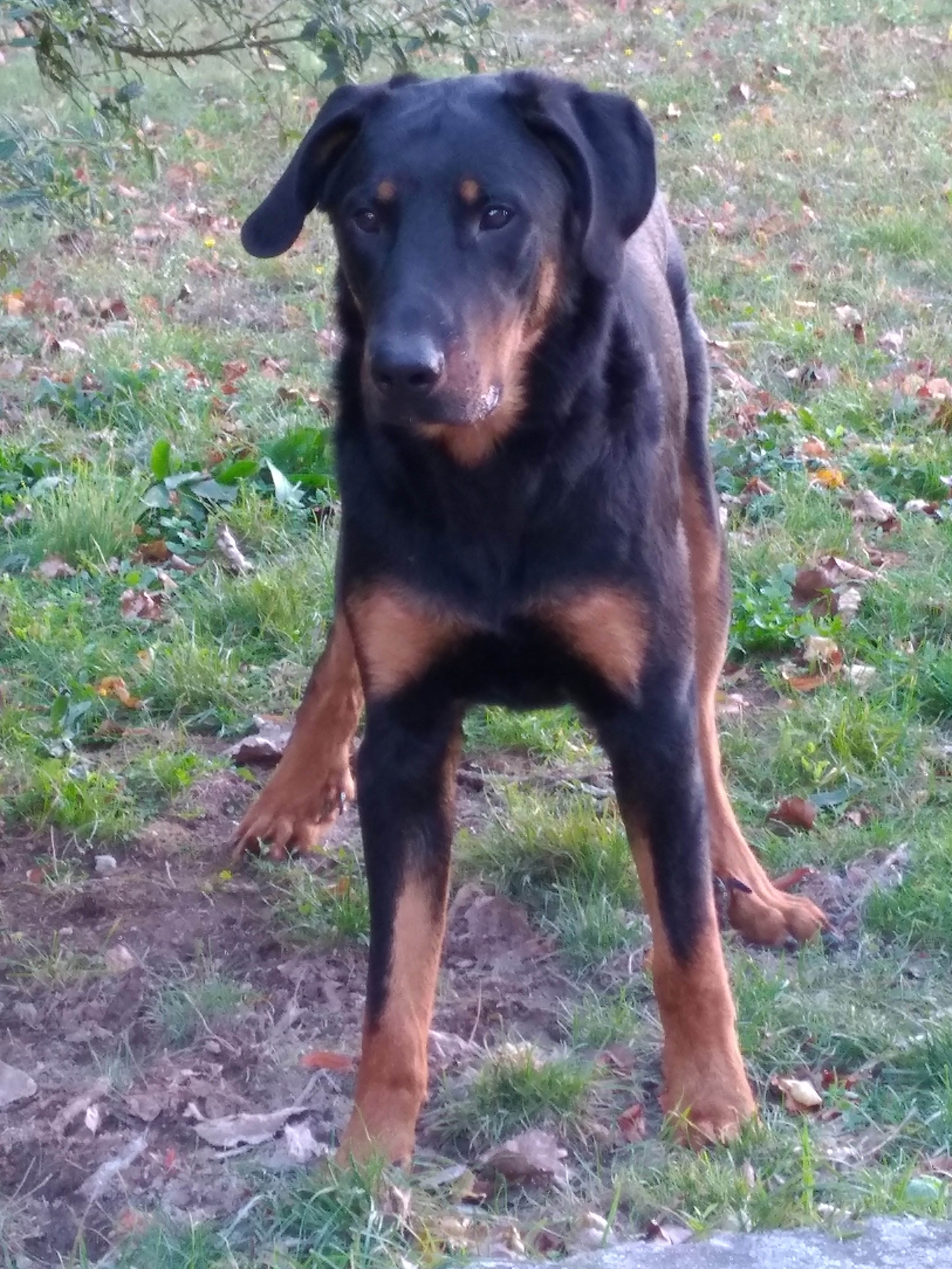  domainedelalicorne.fr photo chien beauceron photo chiot beauceron Elevage de beauceron chiot beauceron pure race élevage du clos de la licorne elevage des gardiens de la licorne elevage beauceron noir et feu authentique gros gabarits élevage de Beauceron familial sérieux et qualité domainedelalicorne.fr suivi des chiots conseil d’éducation chiot propre bas rouge santé caractère spécialiste du beauceron noir et feu ou arlequin chien rustique berger de France  nos chiots sont élevés avec amour et attention notre passion au service de la qualité Beauceron de qualité et sportif domaine de la licorne 04380 BARRAS élevage en liberté éleveur berger de beauce élevage de beauceron de travail 06 11 20 51 93 site domainedelalicorne.fr mail domainedelalicorne@gmail.com